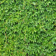 Fototapeta na wymiar wild grape green wall