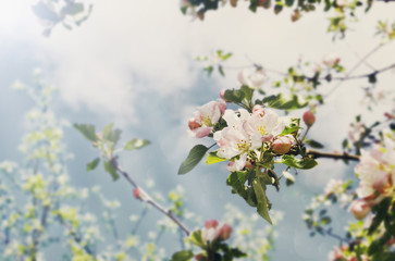flowering apple tree