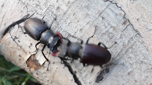 Stag Beetle Two Males Fighting