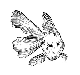 Fototapeta premium Goldfish illustration artwork line underwater engraving black and white