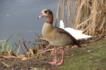 eine graue Ente