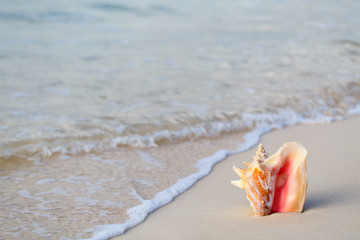 Giant shell on beach