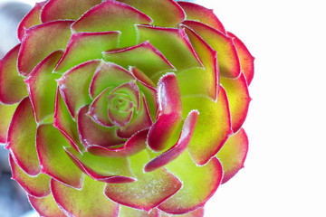 succulent plant flower