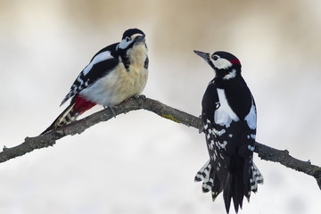 two woodpecker on a branch
