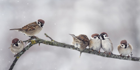 Sparrow on branch in winter panorama