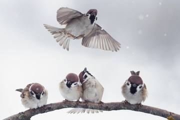 Sparrow on branch in winter