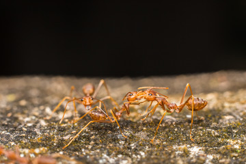 red ant