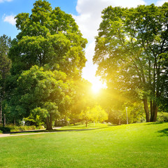 summer park with beautiful green lawns