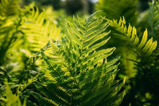 Beautyful ferns leaves green foliage natural floral fern backgro