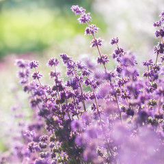 Fototapeta premium Lavender, shallow depth of field