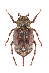 Scarab beetle Valgus hemipterus female isolated on a white background, dorsal view.