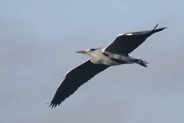 Obraz premium Grey Heron, Ardea cinerea