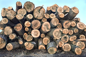 Big pile of logs lying in a field