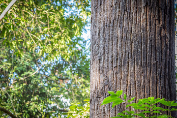 The trunk of a large tree