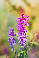 Obraz premium purple meadow flowers