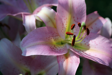 A pink lily flower 