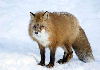 Рыжая лисица