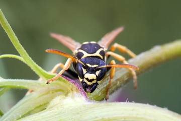 the wasp is sitting on the green grass