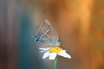 butterfly sitting on a Daisy in a meadow bathed in sunshine