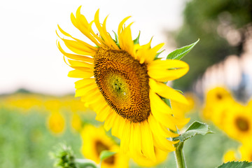 sun flower on the field 
