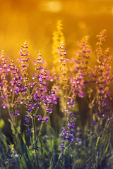 Obraz premium purple meadow flowers