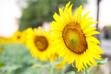 sun flower on the field 
