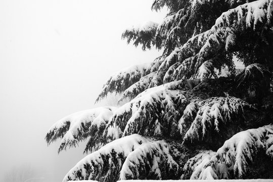 Fototapeta Fir tree in the snow.