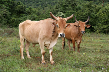 Naklejka na ściany i meble Cuba, cow in Vinales