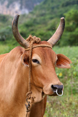 Cuba, cow in Vinales
