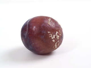 Brown rot of stone fruits  - monilinia laxa - obrazy, fototapety, plakaty