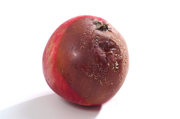 Apple tree brown rot - Monilinia fructigena - obrazy, fototapety, plakaty