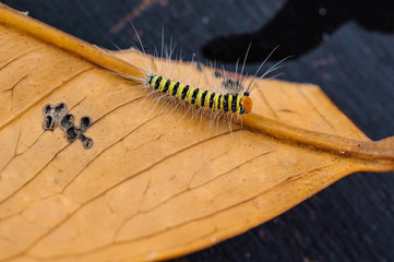 Cinnabar Moth caterpillar on dry brown leaf