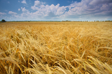Fototapeta na wymiar Field of wheat