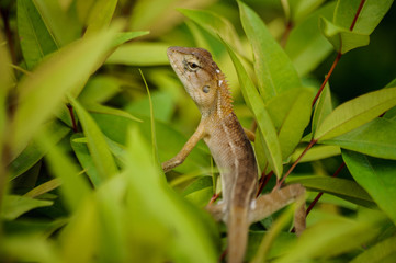 Oriental garden lizard in Thailand