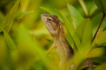  close up of Oriental garden lizard surrounded by leaves