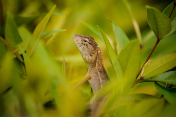 closeup  of Oriental garden lizard Calotes mystaceus  selective focus  with  blur foreground and ...