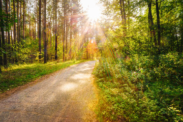 Path Road Way Pathway On Sunny Day In Summer Sunny Forest at Sun
