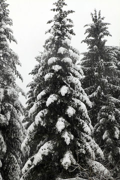  winter forest in snowfall