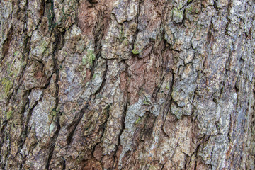 Patterned bark on the trunk is large.