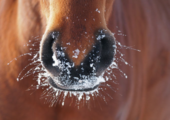 Naklejka premium Nostrils of bay horse in to snow closeup