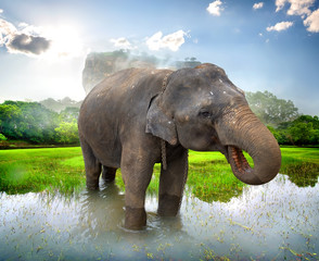 Fototapeta na wymiar Elephant near Sigiriya