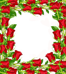  flowers rose isolated on white background.