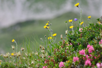 Bergwiese © Hans-Jürgen Lange