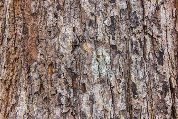 Patterned bark on the trunk is large.