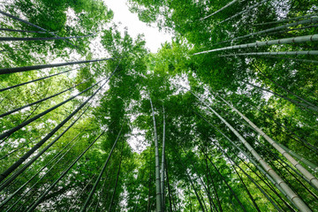 Fototapeta na wymiar Green bamboo forest in the summer