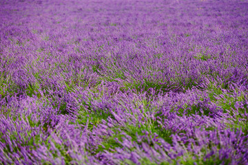 Naklejka na ściany i meble Blurred background of Blooming Purple Lavender Flowers Field in 