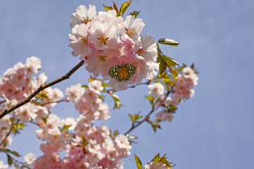 rosa bluehender Ast mit japanischen Kirschblueten