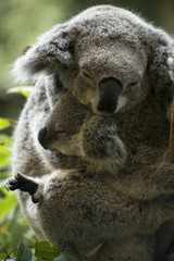 Mother and joey koala cuddling