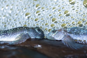 トビハゼのカップル