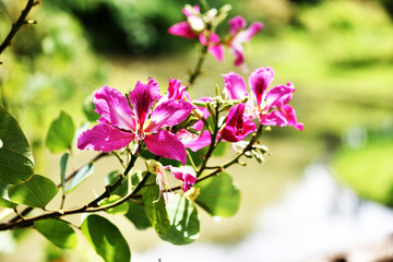 Obraz premium Purple Orchid - Tree